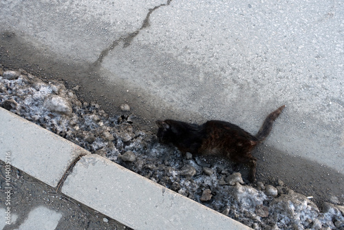 Obraz na płótnie Close-up of a black cat that died after being hit by a car on the side of the main road, w salonie
