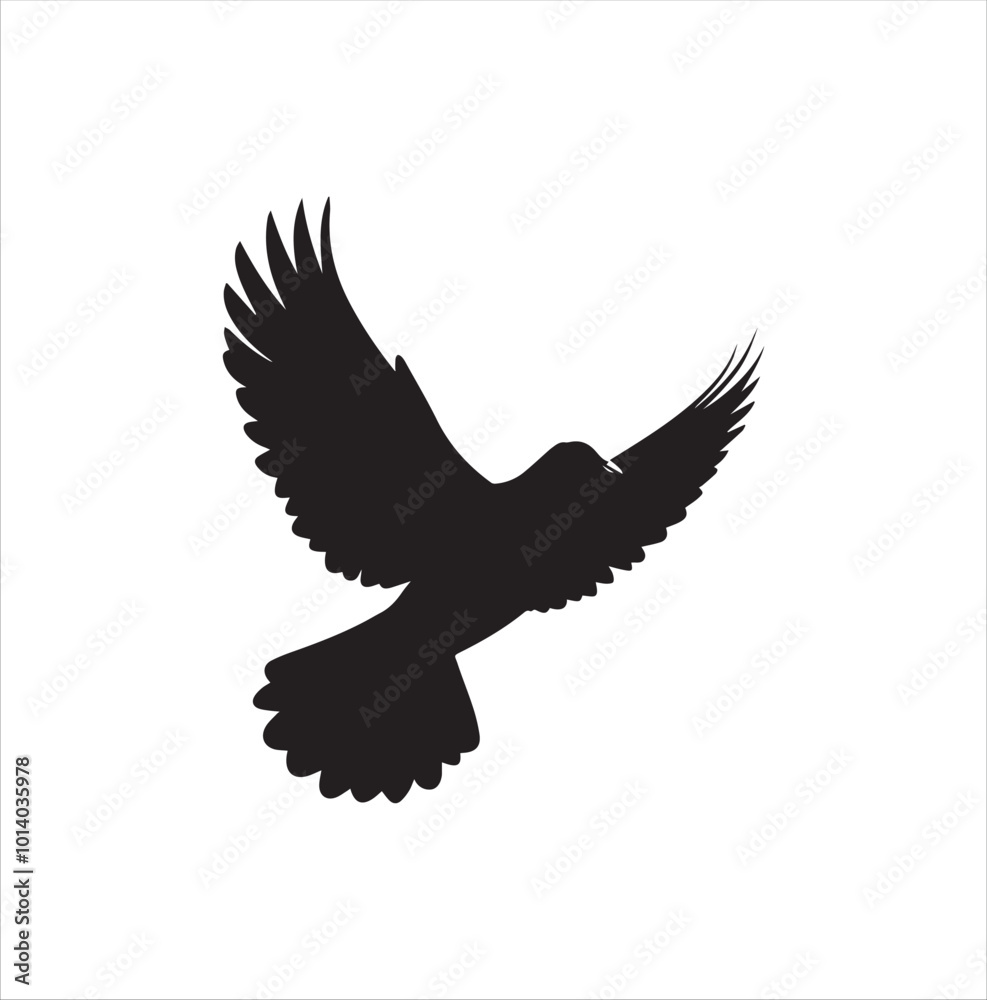 pigeon isolated on white background pigeon isolated on white background
