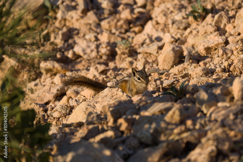 Uintah Chipmunk at Bryce Canyon National Park