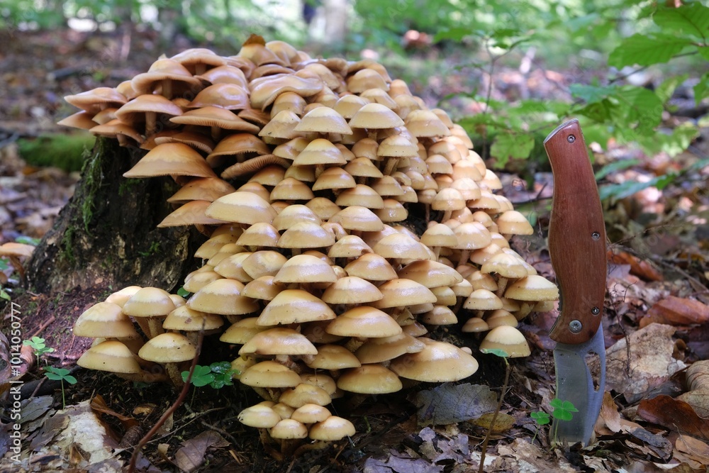 Mushrooms Kuehneromyces mutabilis (synonym: Pholiota mutabilis) and pocket knife. It is commonly known as the sheathed woodtuft. Is an edible mushroom that grows in clumps on tree. Mushrooms Kuehneromyces mutabilis (synonym: Pholiota mutabilis) and pocket knife. It is commonly known as the sheathed woodtuft. Is an edible mushroom that grows in clumps on tree.