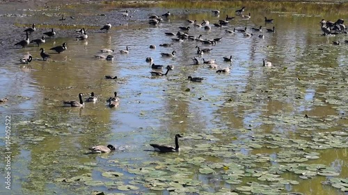 Canada Geese Feeding On A Pond Along The Fox River Trail In Allouez, Wisconsin, In Fall