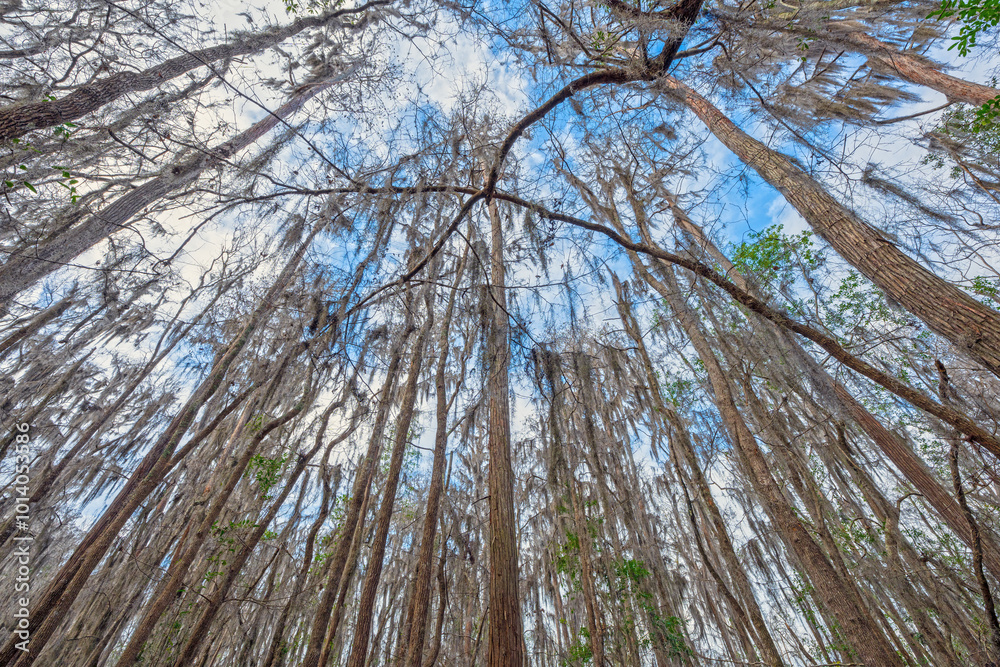 Fototapeta premium In the Midst of a Cypress Marsh