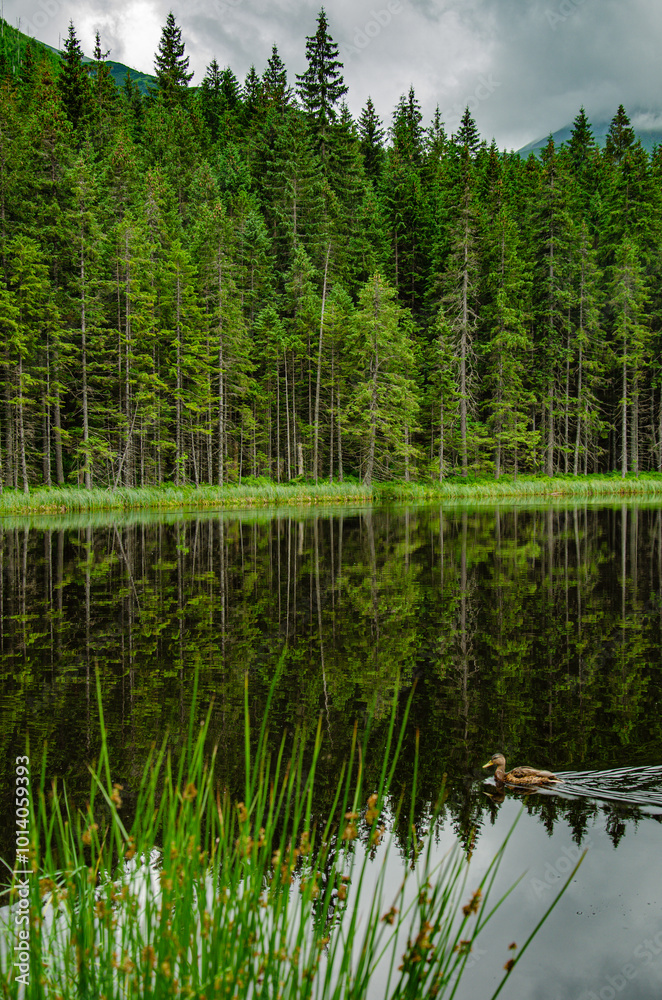 Obraz premium lake in the forest