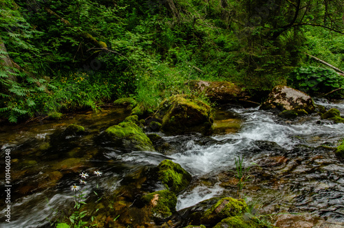 stream in the forest