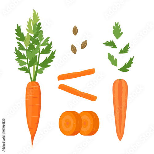 Whole and cut Carrot vegetables. Carrots, slices, leaves and seeds. Farm carrot plant icons. Organic garden vegetarian food. Vector illustration isolated on white background.