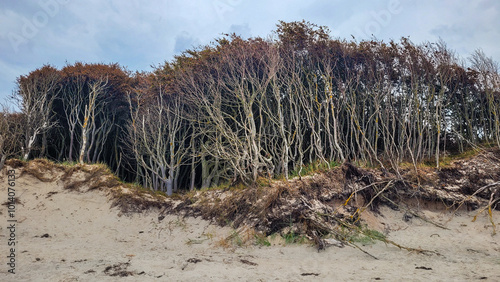 Weststrand Darßer Ort