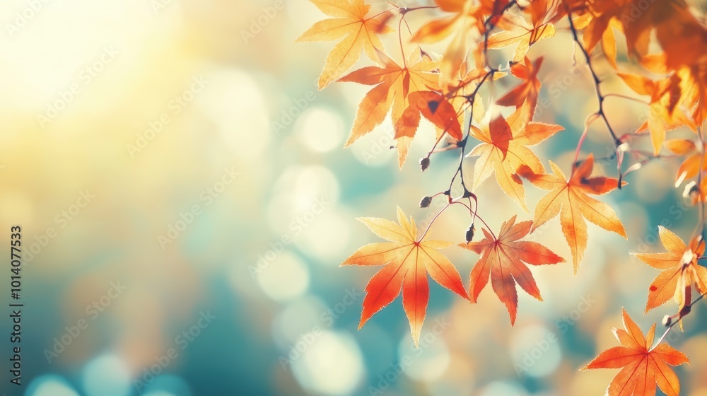 Autumn maple leaves in sunlight with bokeh background Autumn maple leaves in sunlight with bokeh background