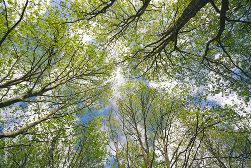 leaves and sky