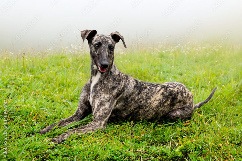 Whippet greyhound dog. Whippet greyhound Whippet greyhound dog. Whippet greyhound