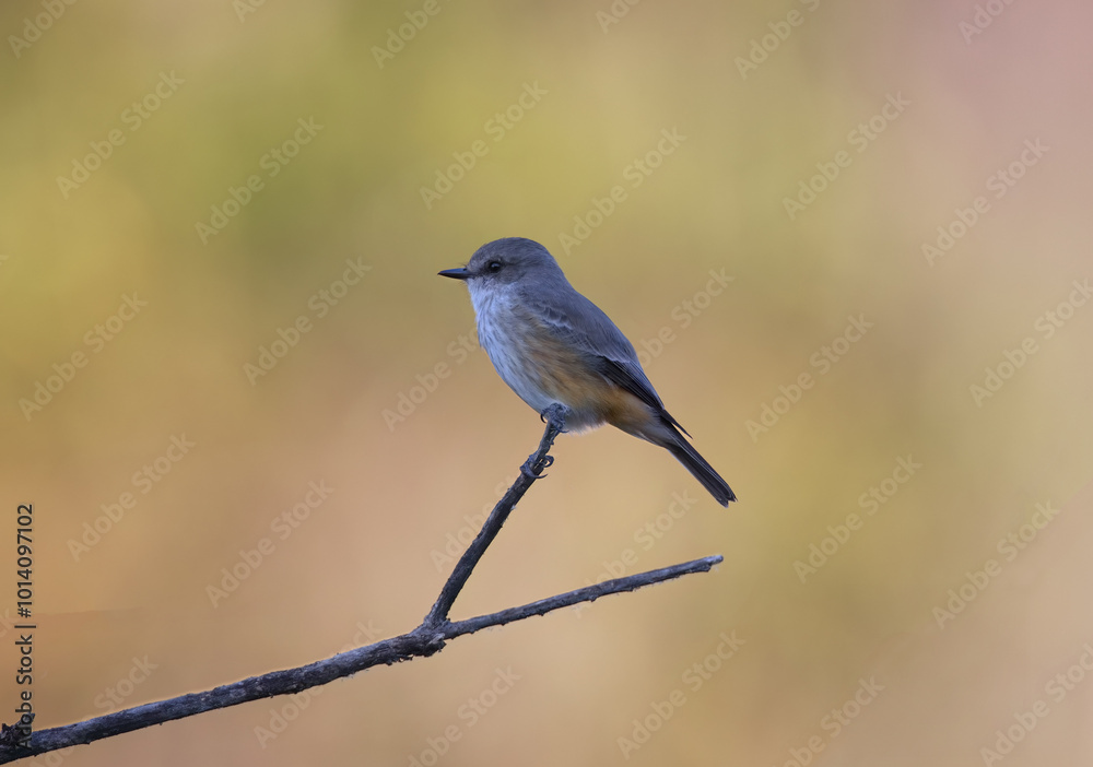 Female Vermillion Flycatcher perched against bokeh copy space at El Rio Preserve, a water management park in Marana, near Tucson, Arizona Female Vermillion Flycatcher perched against bokeh copy space at El Rio Preserve, a water management park in Marana, near Tucson, Arizona