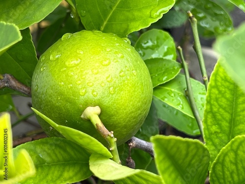 Close up of a fresh organic Meyer lemon that is still green with a hint of yellow