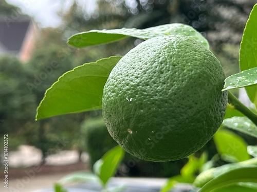 Close up of a fresh organic Meyer lemon that is still green with a hint of yellow photo