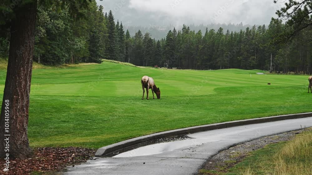 A single north American elk grazing on a golf course green at Banff Park
A single north American elk grazing on a golf course green at Banff Park