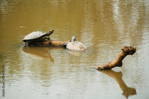 Tortugas en el rio