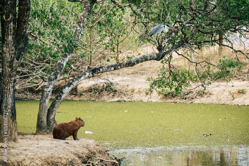 Capibara y ave