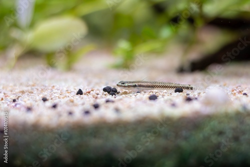 Electric Blue Neon Dwarf Goby - (Stiphodon atropurpureus)
 photo