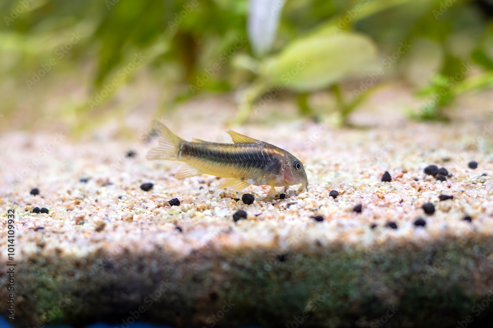 Gold Laser corydoras freshwater fish in tropical aquarium tank Gold Laser corydoras freshwater fish in tropical aquarium tank