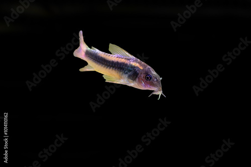 Gold Laser corydoras freshwater fish in tropical aquarium tank photo