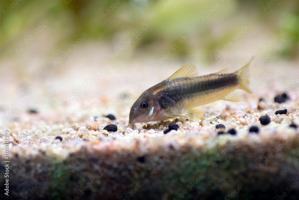 Gold Laser corydoras freshwater fish in tropical aquarium tank Gold Laser corydoras freshwater fish in tropical aquarium tank