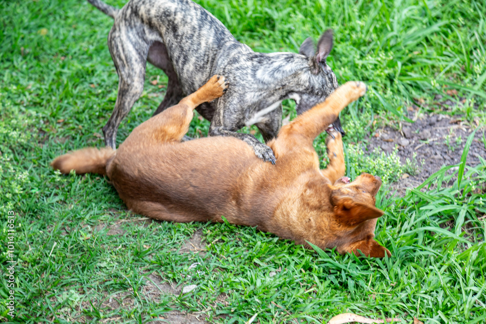 Whippet greyhound dog. Whippet greyhound Whippet greyhound dog. Whippet greyhound