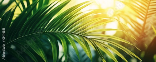 Closeup of palm leaves with sunlight background, nature vitality concept