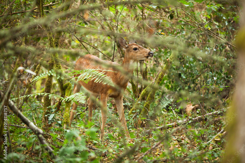 Deer in Woods Deer in Woods