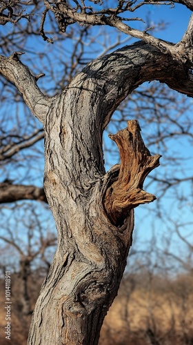 Close Up of a Tree Trunk with Intricate Bark Texture