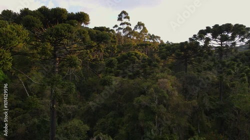 Parana Pine Tree Araucaria Forest. Aerial view