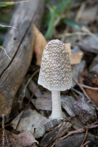 Close-up side photo of a single highly textured mushroom against a soft blurred wood chip and leaf background. photo