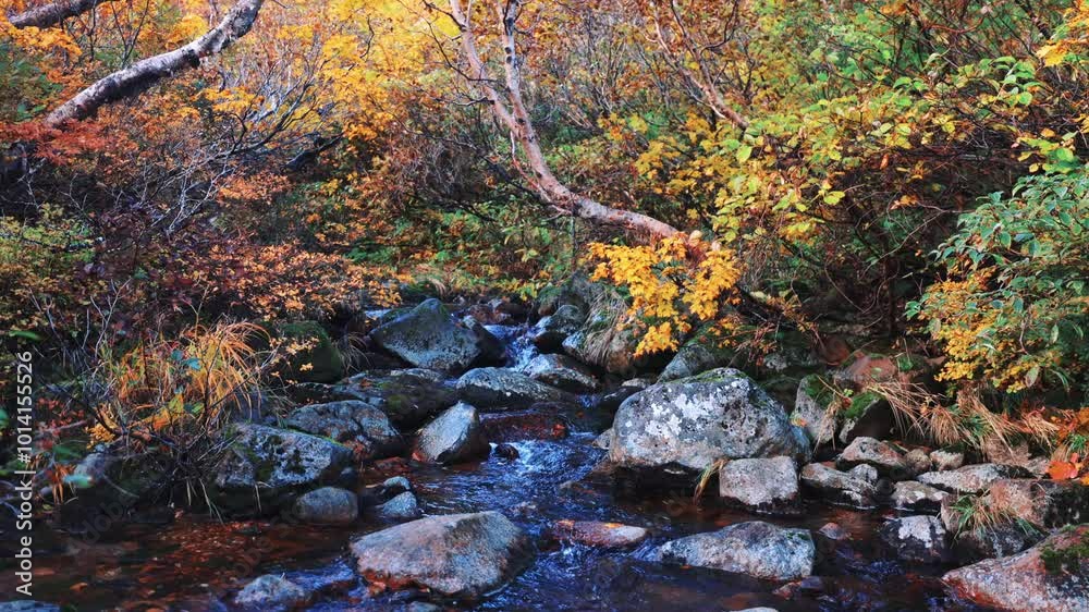 紅葉の栗駒山の川の清流 紅葉の栗駒山の川の清流