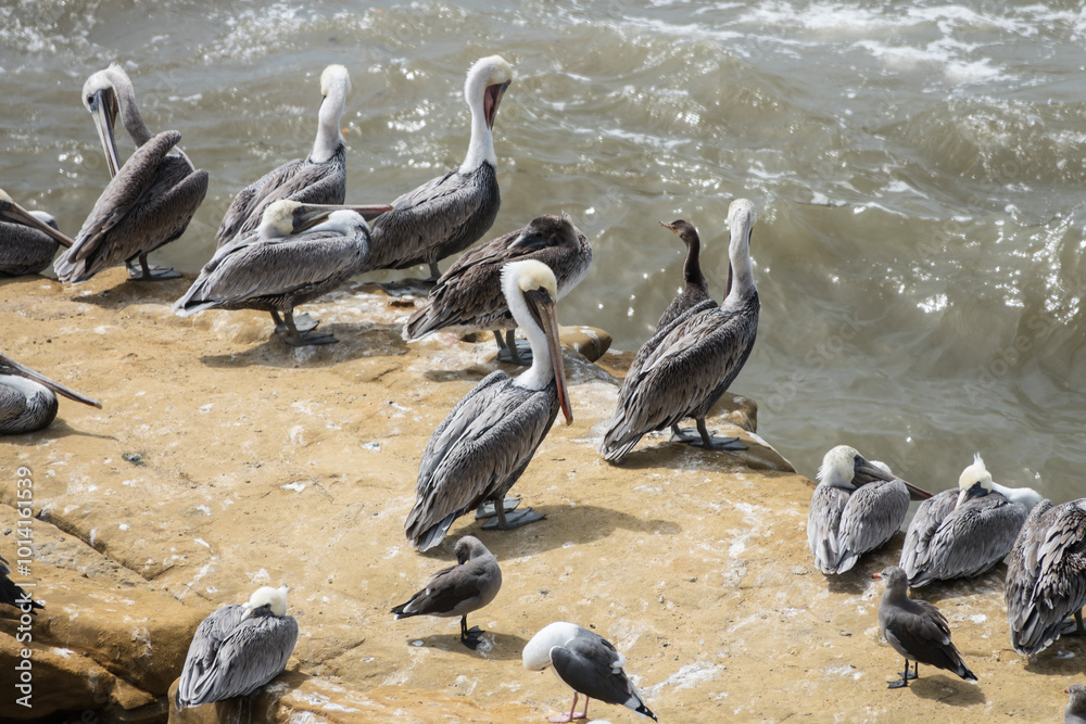 Fototapeta premium Pelicans and other sea birds sitting on a rock in San Diego California.