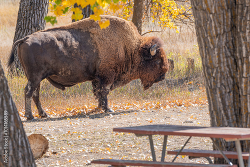 American bison in national park by campground picnic table photo