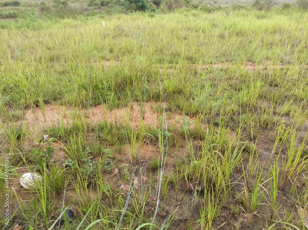 grass in the field grass in the field