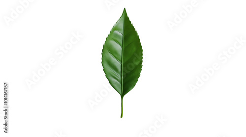 A leaf is shown in a close-up on a white background