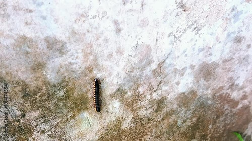 Crow caterpillar (Orthomorpha coarctata) on a mossy wall photo