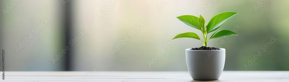 A fresh green plant in a white pot on a blurred background, symbolizing growth and nature in a modern indoor setting. A fresh green plant in a white pot on a blurred background, symbolizing growth and nature in a modern indoor setting.