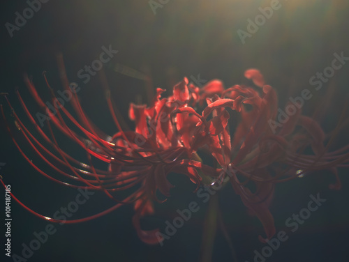 光に包まれた秋の赤い彼岸花　レンズフレア