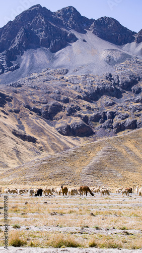 Alpacas and llamas in the andean landscape