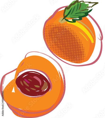 Vector illustration of apricot fruit