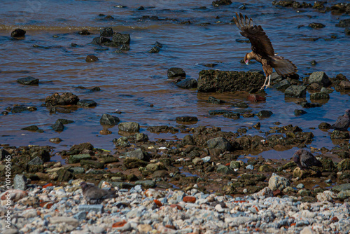 carancho volando  photo