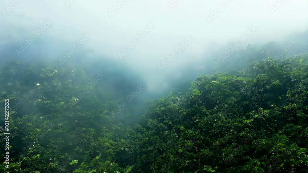 Dense rainforest covered in lush green foliage is shrouded in a thick layer of mist. The low-hanging fog creates a mysterious almost ethereal atmosphere. Dense rainforest covered in lush green foliage is shrouded in a thick layer of mist. The low-hanging fog creates a mysterious almost ethereal atmosphere.