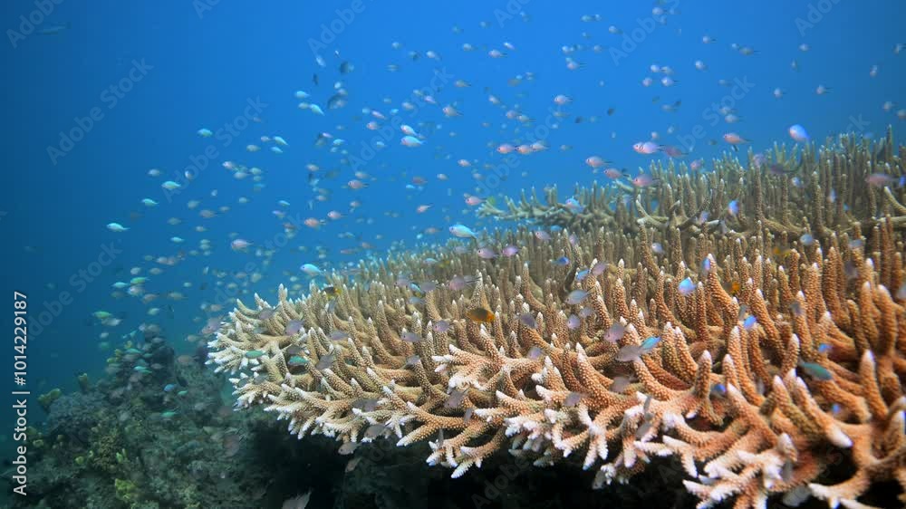 Coral Reef fish schooling above healthy reef system in the Pacific Ocean - Observing Marine biodiversity while Scuba diving in Fiji Coral Reef fish schooling above healthy reef system in the Pacific Ocean - Observing Marine biodiversity while Scuba diving in Fiji