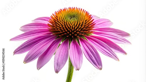 Eastern purple coneflower Echinacea purpurea blossom isolated on white background, petal, alternative medicine, natural, pink, herb, macro, blooming, fisheye lens, nature, purple, flora