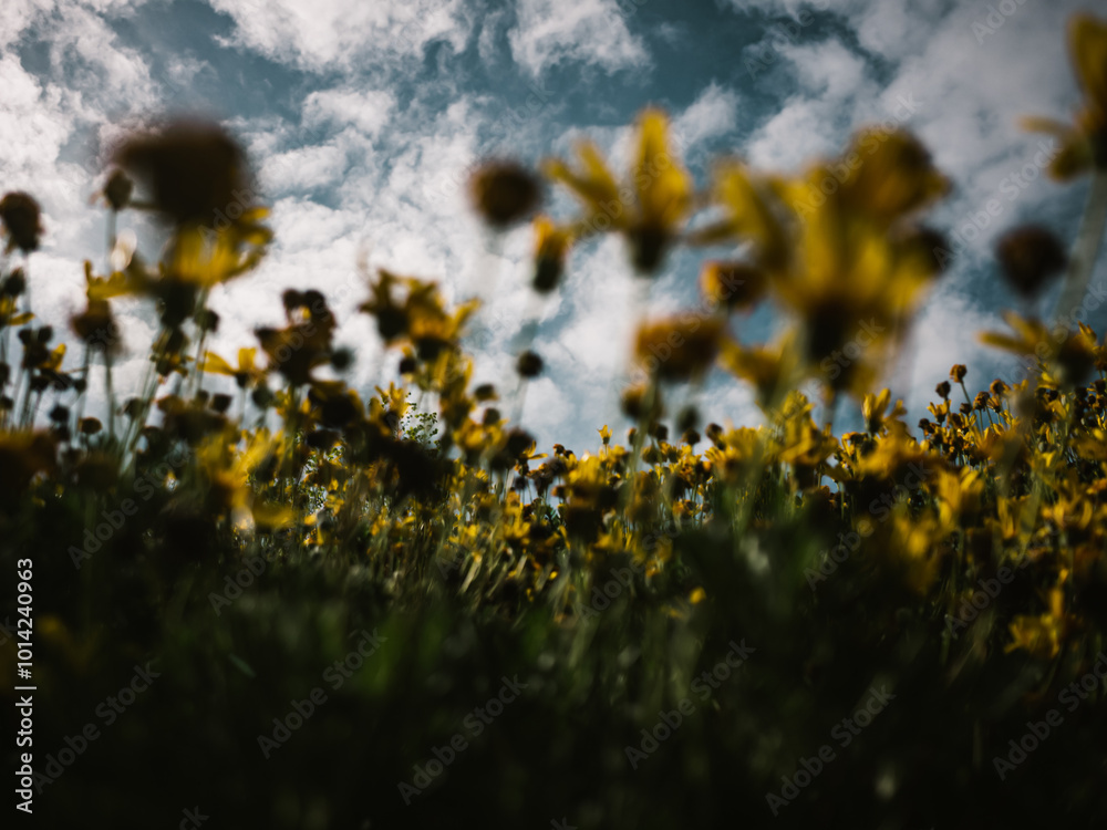 Obraz premium Cloudy skies