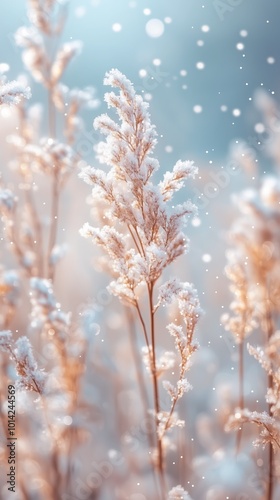 Snow Covered Wheat Grass Field Macro, Natural Tone Winter Nature Background, Holiday Marketing Design Wallpaper, Rural Business Backdrop Concept