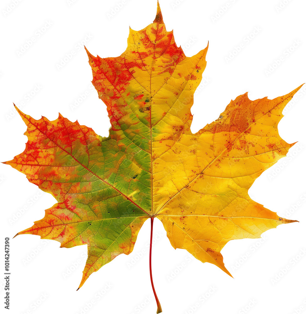 Obraz premium Vibrant fall leaf
