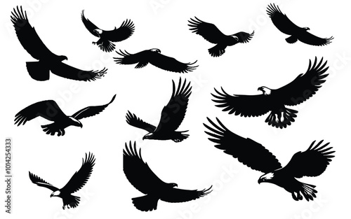 Eagle flying silhouettes vector image isolated from white background photo