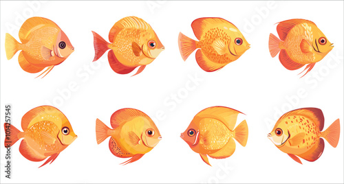 Set of discus fish vector. Colorful discus fish illustrations. Set of tropical discus fish vector. Discus fish vector illustration. Aquarium discus fish vector