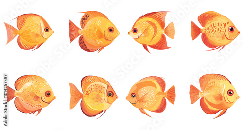 Set of discus fish vector. Colorful discus fish illustrations. Set of tropical discus fish vector. Discus fish vector illustration. Aquarium discus fish vector