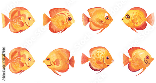 Set of discus fish vector. Colorful discus fish illustrations. Set of tropical discus fish vector. Discus fish vector illustration. Aquarium discus fish vector